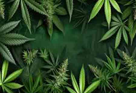 Factors Driving Excellence in the Cannabis Sector